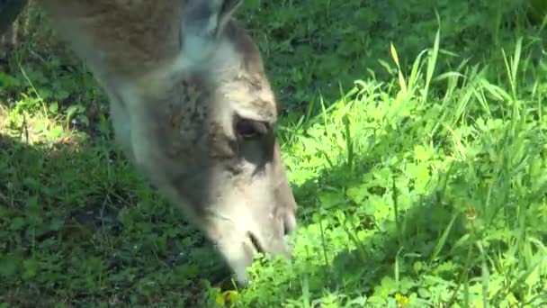 Close-up van de hoofd lama guanaco — Stockvideo