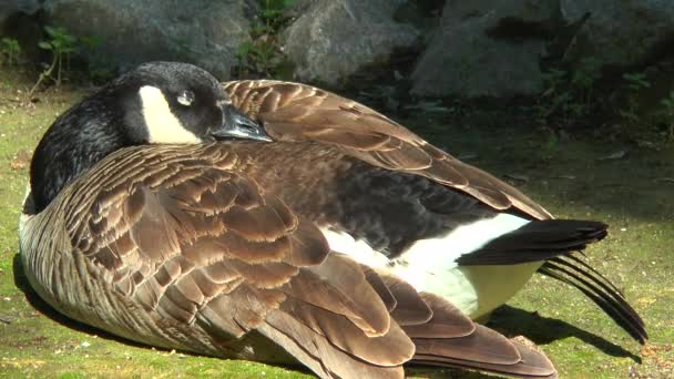 Wild goose hiding beak under a wing. He falls asleep — Stock Video