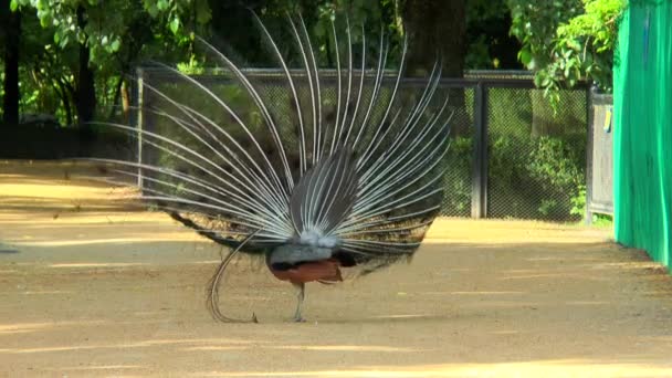 Peacock toont haar staart — Stockvideo