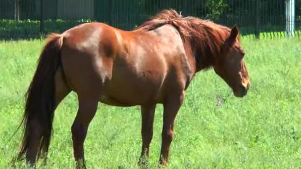 Pâturage de chevaux dans la prairie