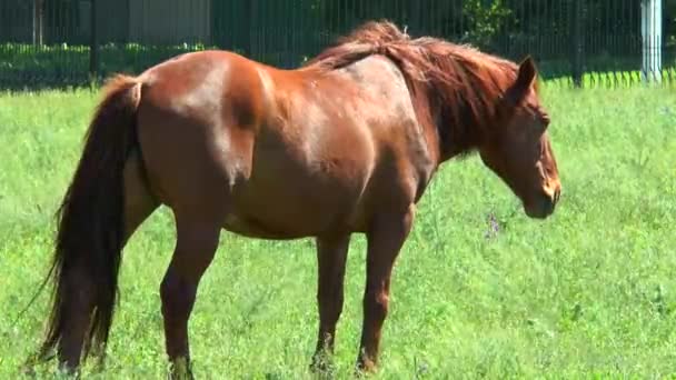 Pâturage de chevaux dans la prairie — Video