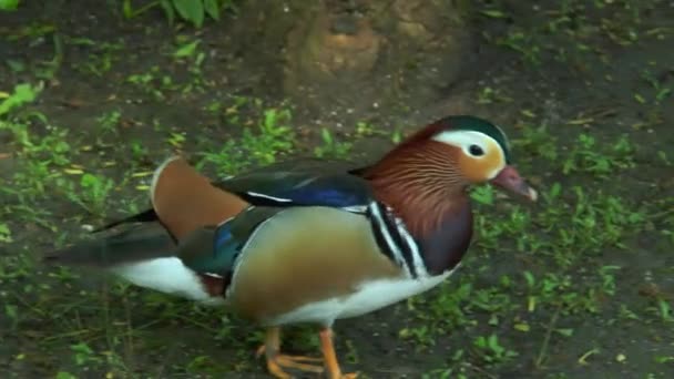 Nahaufnahme einer Mandarinenente, die vor der Kamera läuft — Stockvideo