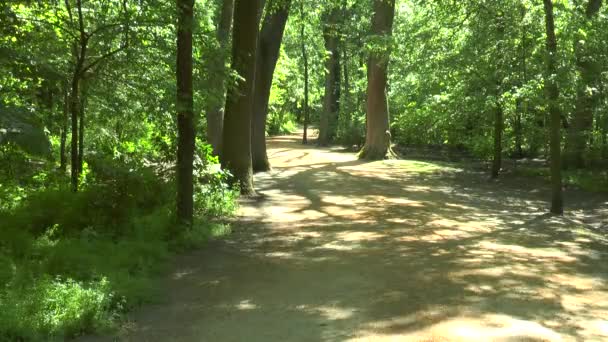 Camino del bosque en un día soleado — Vídeo de stock