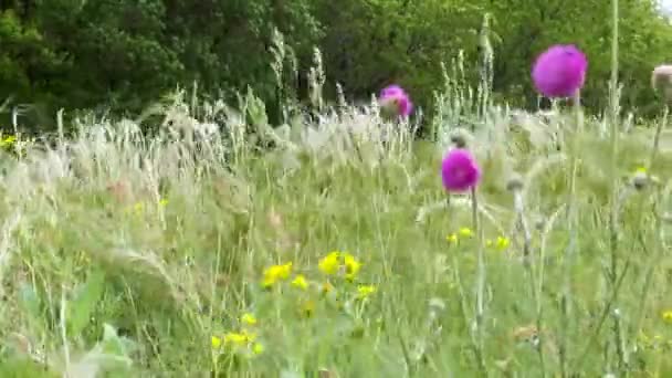 Frühling Steppengras und Blumen — Stockvideo