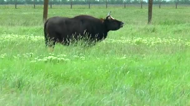 Gaur czarnego byka na pustyni na pastwisko — Wideo stockowe