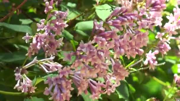 Las flores húngaras de color lila en una rama — Vídeo de stock