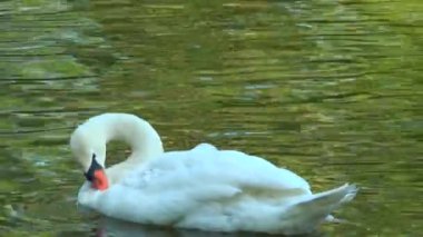 Gölde yüzen kuğu ve tüyler temizler