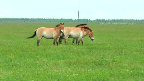 Przewalski Pferd in der Frühlingssteppe — Stockvideo