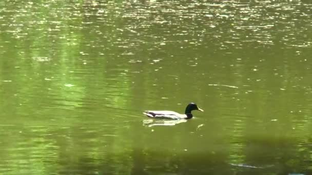 Drake κολύμβηση σε μια λίμνη — Αρχείο Βίντεο