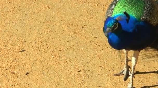 Peacock va al lado de la cámara — Vídeo de stock