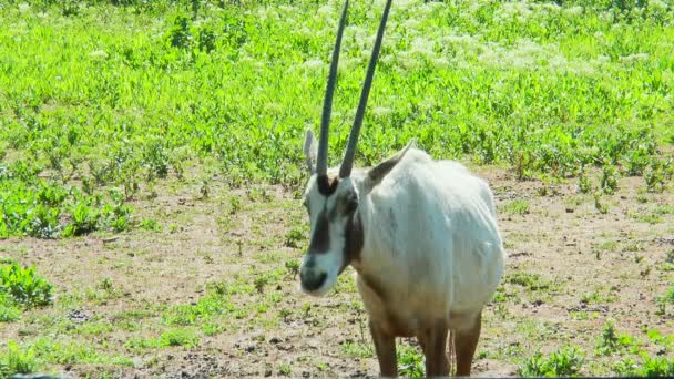 Arabisk oryx ser ut mot kameran — Stockvideo