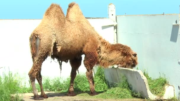 Baktriska kamelen i corral äta från fågelbord — Stockvideo