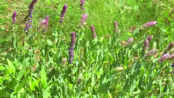 Fleurs sauvages dans la steppe 