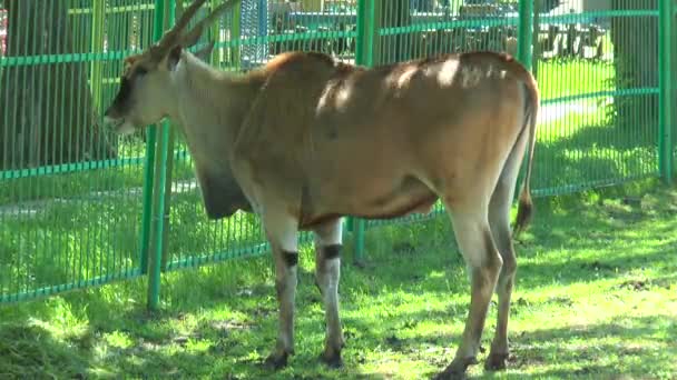 Afrikanska eland stående nära stängslet — Stockvideo