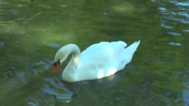 Cygne flottant dans un étang et nettoie les plumes 
