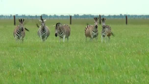 Familie van de Zebra's in de steppe van de lente — Stockvideo