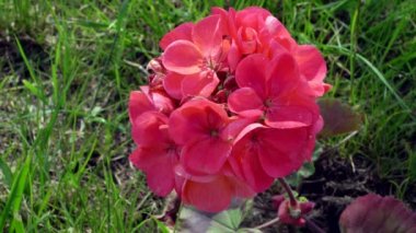 Kırmızı phlox çiçekler arasında çim