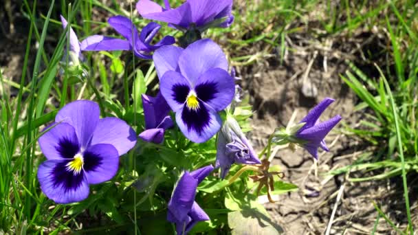 Lilac flower viola — Stock Video