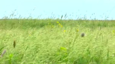 Bahar bozkır çim ve çiçek