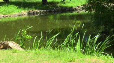 Plaj orman su birikintisi bahar güneşli bir gün