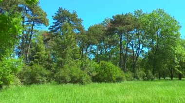 Orman kenarı. Biz alan, çalılar, ağaçlar ve gökyüzü görmek