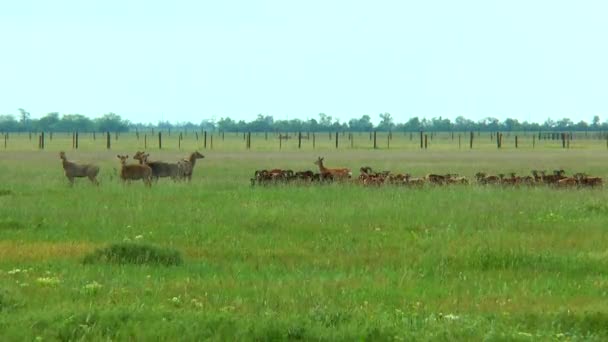 Troupeau de moutons et de jeunes cerfs — Video