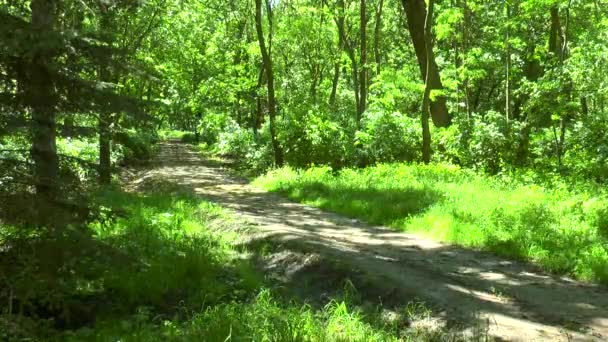 Sentier forestier printemps journée ensoleillée 