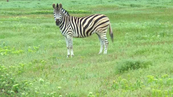 Çimenlerin üzerinde vahşi doğada yalnız zebra ayakta — Stok video