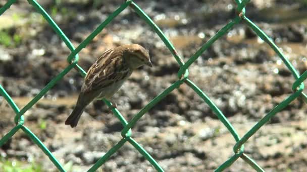 Sparrow sentado em uma grade de metal — Vídeo de Stock