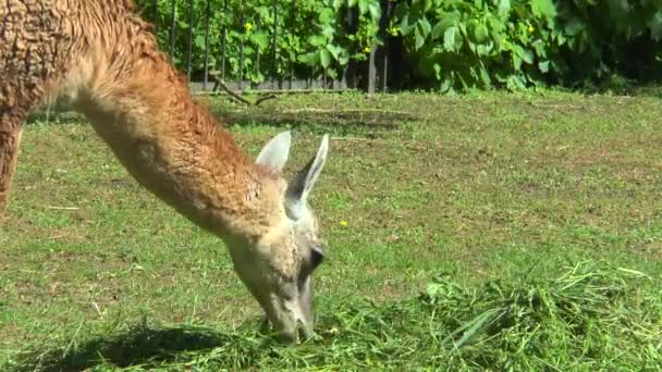 Lama guanaco mange de l'herbe — Video