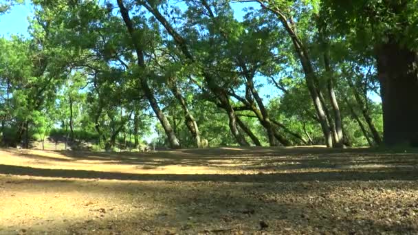 Sandy sökvägen i parken — Stockvideo