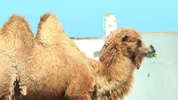 Zbliżenie Bactrian camel w corral jedzenie z karmników dla ptaków — Wideo stockowe