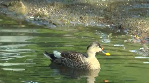 Nahaufnahme einer Ente, die in einem Teich schwimmt — Stockvideo