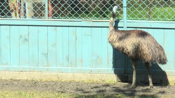 Två emuer gå framför kameran — Stockvideo