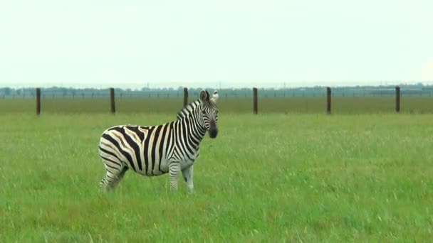 Zebra standing and looking at the camera. Walks up to her another zebra — Stock Video