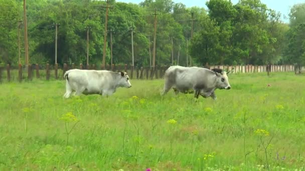The white cows and black bulls. — Stock Video