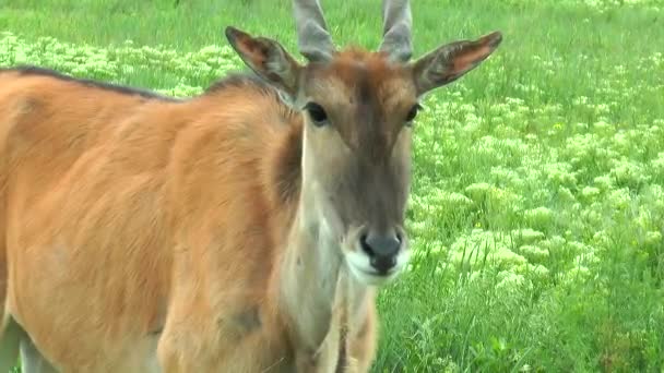 Close-up of head eland — Stock Video