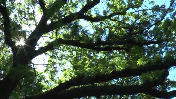 Solen skiner genom grenarna i en gammal kameran flyttar — Stockvideo