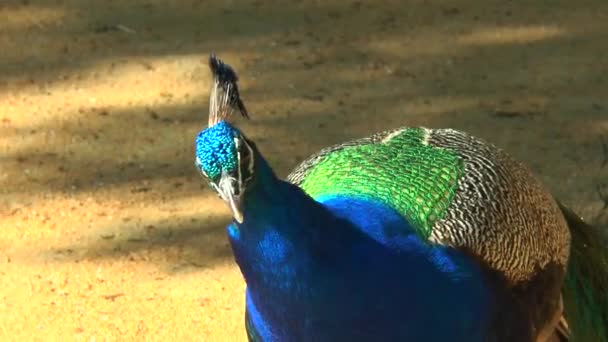 Close-up de um pavão Claramente visível suas penas — Vídeo de Stock