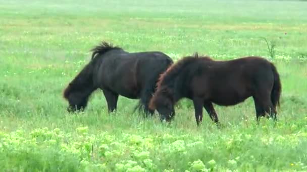 Zwarte pony's grazen in de steppen op het groene gras — Stockvideo