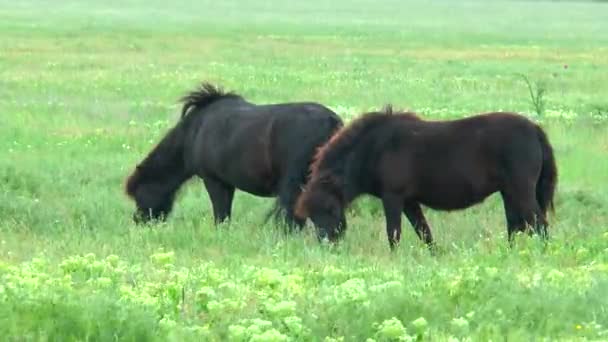Poneys noirs pâturant dans les steppes sur l'herbe verte 