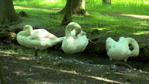 Три лебедя в лесу на берегу ручья — стоковое видео