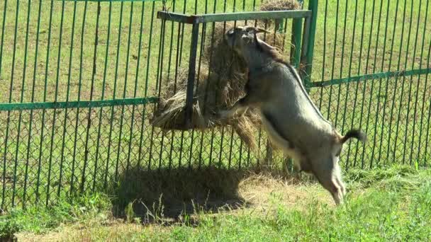 Kamerunische Ziege frisst Heu aus Trog — Stockvideo