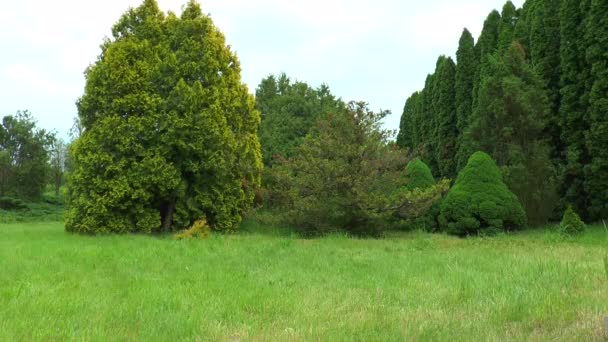 Canadese spruce pine en andere bomen aan de rand van het bos — Stockvideo