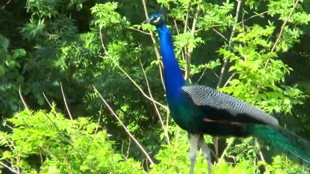 Pfau auf einem Baum im Hintergrund des Waldes — Stockvideo