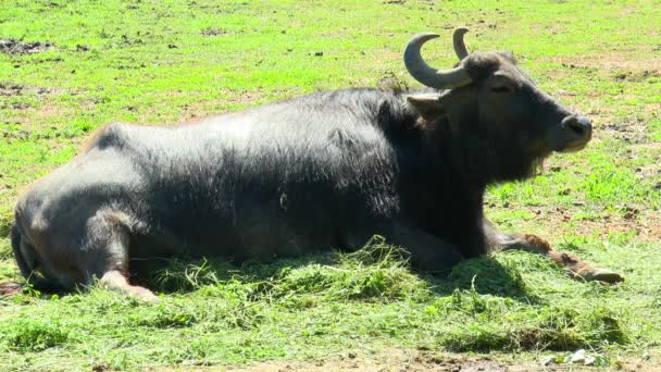 Чёрный азиатский буйвол лежит на земле — стоковое видео
