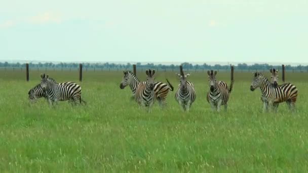 Osm ze zebry v stepi — Stock video