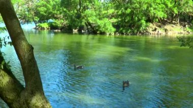 Ormandaki nehir. Nehir kazlar yüzmek