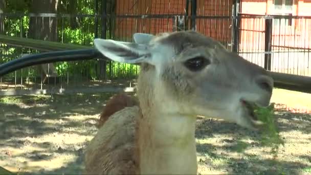 Primer plano de la cabeza lama guanaco — Vídeos de Stock