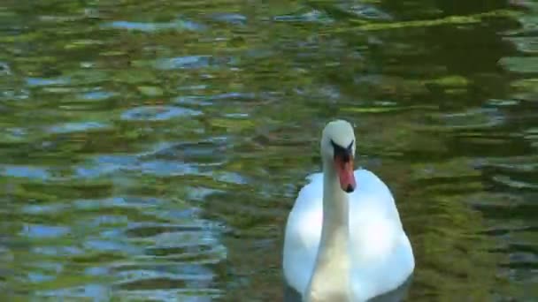 Swan flytande i en damm framför kameran — Stockvideo